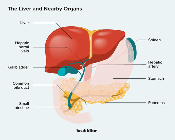 Liver's Hidden Power for Weight Loss